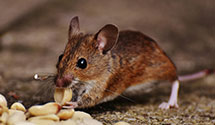 24 Hour & Emergency Exterminators in Jemez, NM